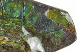 Amazing Green, Blue & Purple Ammolite (Fossil Ammonite Shell) #236409-2